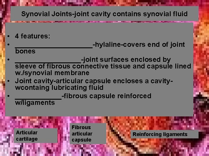 Synovial Joints-joint cavity contains synovial fluid • 4 features: • __________-hylaline-covers end of joint Synovial Joints-joint cavity contains synovial fluid • 4 features: • __________-hylaline-covers end of joint