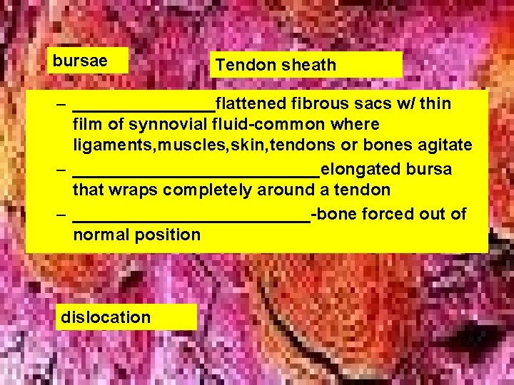 bursae Tendon sheath – ________flattened fibrous sacs w/ thin film of synnovial fluid-common where bursae Tendon sheath – ________flattened fibrous sacs w/ thin film of synnovial fluid-common where