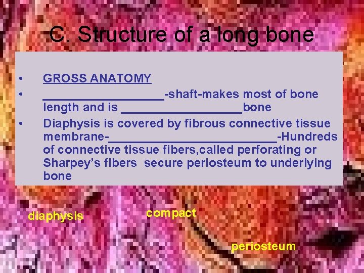 C. Structure of a long bone • • • GROSS ANATOMY _________-shaft-makes most of C. Structure of a long bone • • • GROSS ANATOMY _________-shaft-makes most of