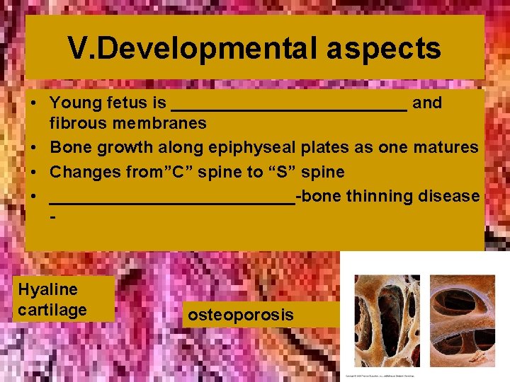 V. Developmental aspects • Young fetus is _____________ and fibrous membranes • Bone growth V. Developmental aspects • Young fetus is _____________ and fibrous membranes • Bone growth