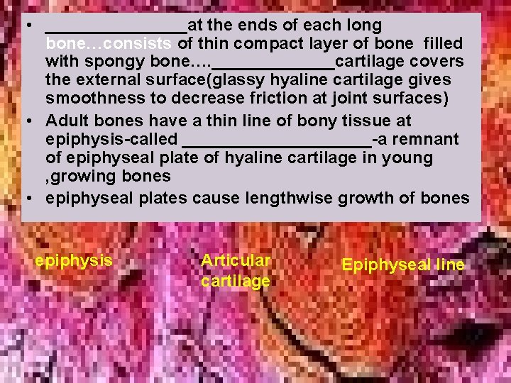 • ________at the ends of each long bone…consists of thin compact layer of • ________at the ends of each long bone…consists of thin compact layer of