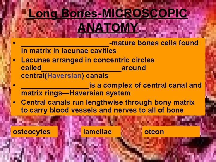 Long Bones-MICROSCOPIC ANATOMY • ___________-mature bones cells found in matrix in lacunae cavities • Long Bones-MICROSCOPIC ANATOMY • ___________-mature bones cells found in matrix in lacunae cavities •