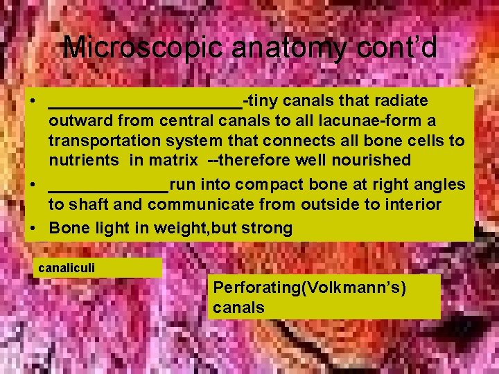 Microscopic anatomy cont’d • ___________-tiny canals that radiate outward from central canals to all Microscopic anatomy cont’d • ___________-tiny canals that radiate outward from central canals to all