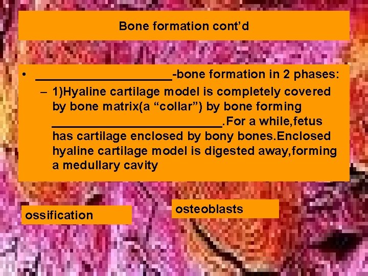 Bone formation cont’d • __________-bone formation in 2 phases: – 1)Hyaline cartilage model is Bone formation cont’d • __________-bone formation in 2 phases: – 1)Hyaline cartilage model is