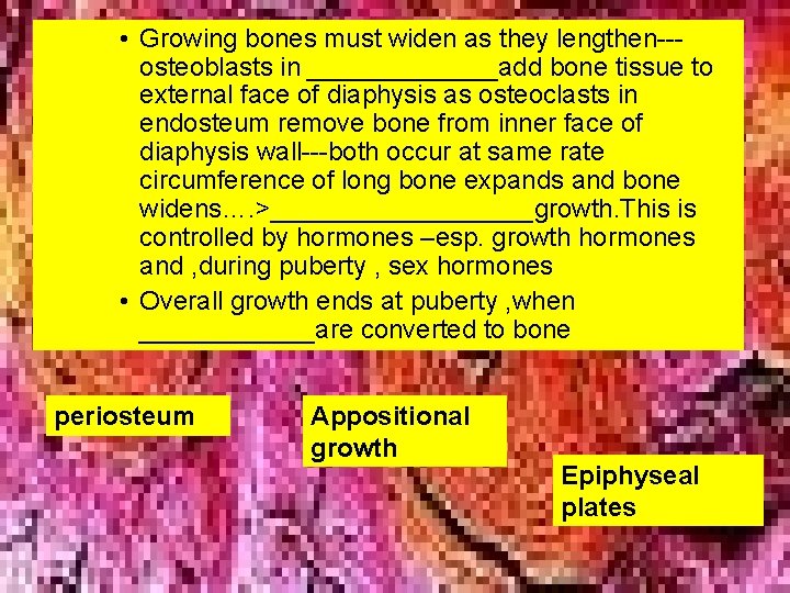 • Growing bones must widen as they lengthen--osteoblasts in _______add bone tissue to • Growing bones must widen as they lengthen--osteoblasts in _______add bone tissue to