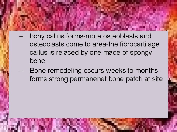 – bony callus forms-more osteoblasts and osteoclasts come to area-the fibrocartilage callus is relaced – bony callus forms-more osteoblasts and osteoclasts come to area-the fibrocartilage callus is relaced