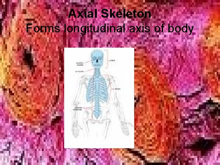 Axial Skeleton Forms longitudinal axis of body Axial Skeleton Forms longitudinal axis of body