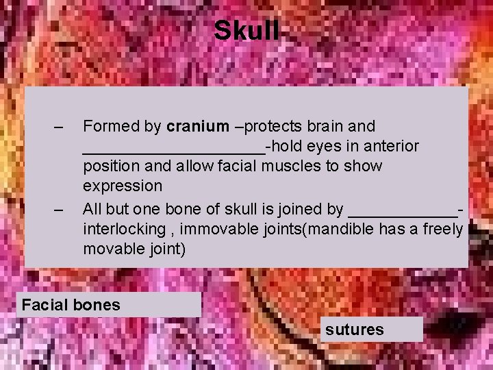 Skull – – Formed by cranium –protects brain and __________-hold eyes in anterior position Skull – – Formed by cranium –protects brain and __________-hold eyes in anterior position