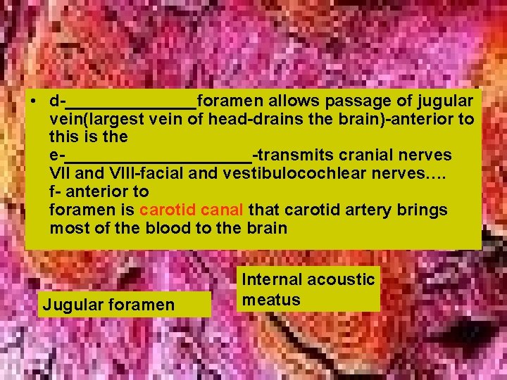 • d-_______foramen allows passage of jugular vein(largest vein of head-drains the brain)-anterior to • d-_______foramen allows passage of jugular vein(largest vein of head-drains the brain)-anterior to