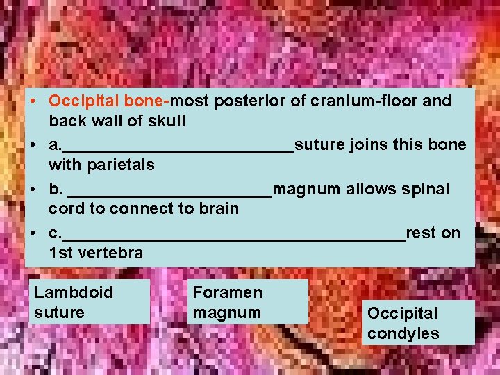 • Occipital bone-most posterior of cranium-floor and back wall of skull • a. • Occipital bone-most posterior of cranium-floor and back wall of skull • a.