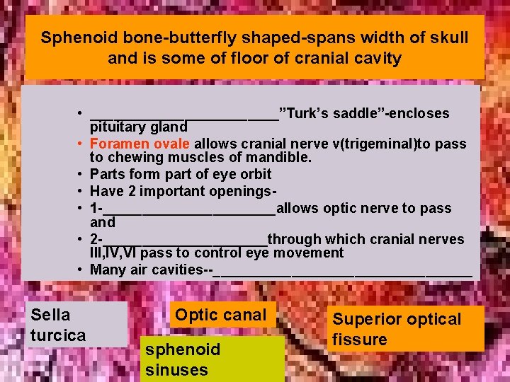Sphenoid bone-butterfly shaped-spans width of skull and is some of floor of cranial cavity Sphenoid bone-butterfly shaped-spans width of skull and is some of floor of cranial cavity