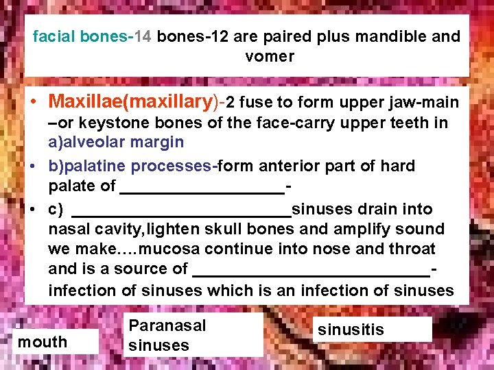 facial bones-14 bones-12 are paired plus mandible and vomer • Maxillae(maxillary)-2 fuse to form facial bones-14 bones-12 are paired plus mandible and vomer • Maxillae(maxillary)-2 fuse to form