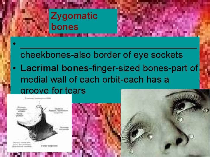 Zygomatic bones • _________________ cheekbones-also border of eye sockets • Lacrimal bones-finger-sized bones-part of Zygomatic bones • _________________ cheekbones-also border of eye sockets • Lacrimal bones-finger-sized bones-part of