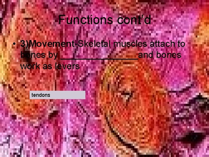 Functions cont’d • 3)Movement-Skeletal muscles attach to bones by ________and bones work as levers Functions cont’d • 3)Movement-Skeletal muscles attach to bones by ________and bones work as levers
