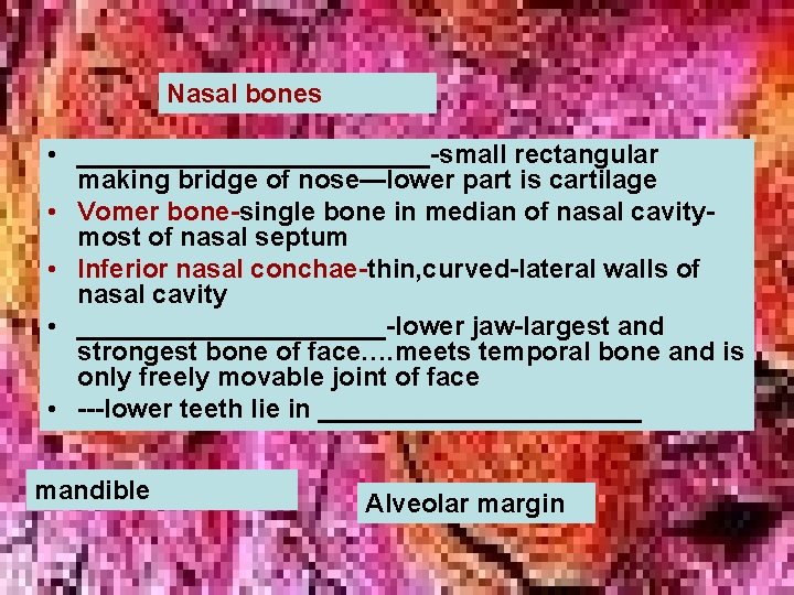 Nasal bones • ____________-small rectangular making bridge of nose—lower part is cartilage • Vomer Nasal bones • ____________-small rectangular making bridge of nose—lower part is cartilage • Vomer