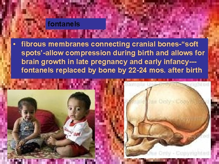 fontanels • fibrous membranes connecting cranial bones-“soft spots’-allow compression during birth and allows for fontanels • fibrous membranes connecting cranial bones-“soft spots’-allow compression during birth and allows for
