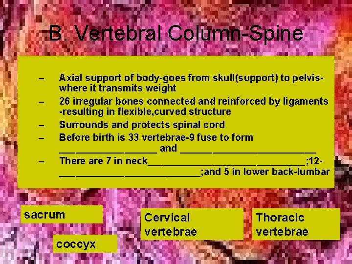 B. Vertebral Column-Spine – – – Axial support of body-goes from skull(support) to pelviswhere B. Vertebral Column-Spine – – – Axial support of body-goes from skull(support) to pelviswhere