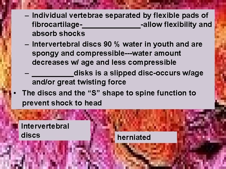 – Individual vertebrae separated by flexible pads of fibrocartilage-_______-allow flexibility and absorb shocks – – Individual vertebrae separated by flexible pads of fibrocartilage-_______-allow flexibility and absorb shocks –