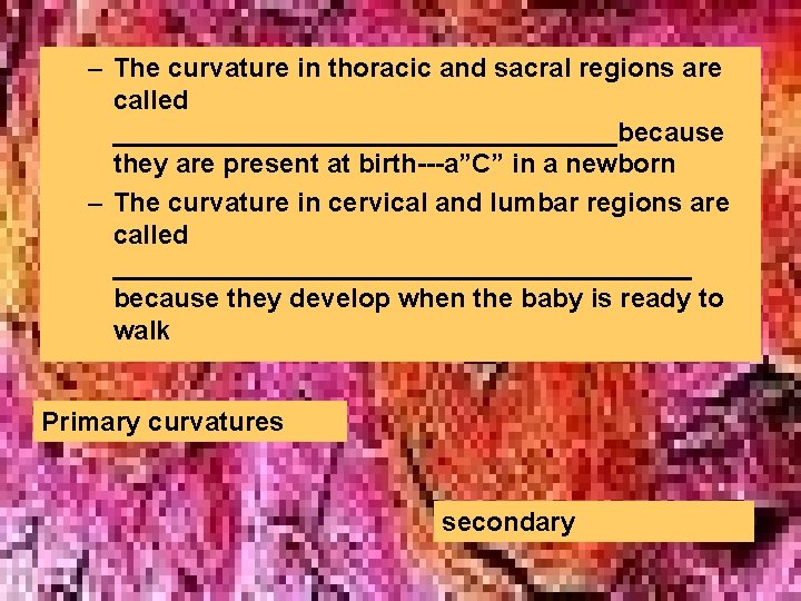 – The curvature in thoracic and sacral regions are called _________________because they are present – The curvature in thoracic and sacral regions are called _________________because they are present