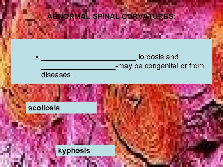 ABNORMAL SPINAL CURVATURES: • ____________, lordosis and _________-may be congenital or from diseases…. scoliosis ABNORMAL SPINAL CURVATURES: • ____________, lordosis and _________-may be congenital or from diseases…. scoliosis