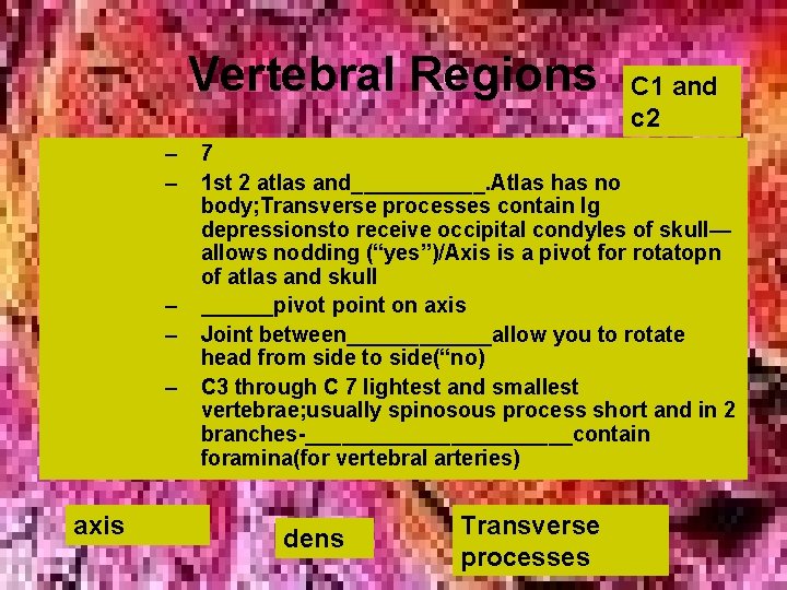 Vertebral Regions – – – axis C 1 and c 2 7 1 st Vertebral Regions – – – axis C 1 and c 2 7 1 st