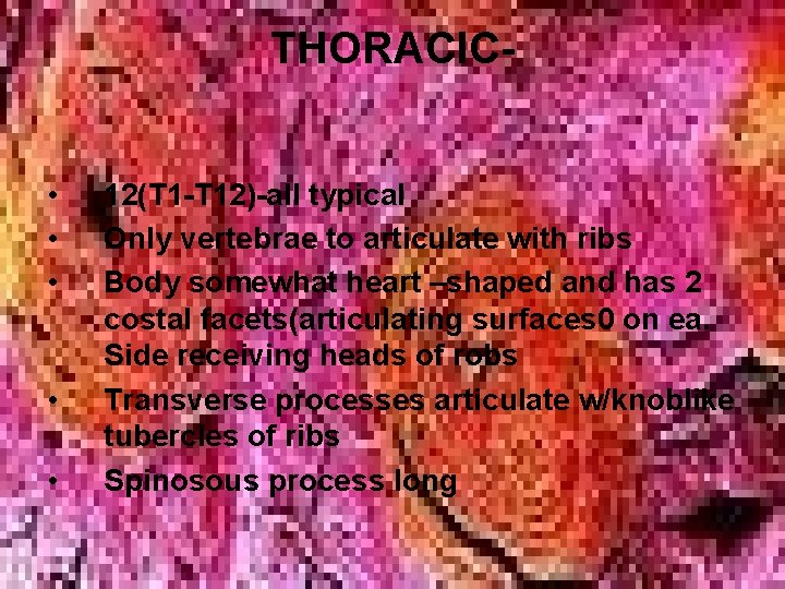 THORACIC • • • 12(T 1 -T 12)-all typical Only vertebrae to articulate with THORACIC • • • 12(T 1 -T 12)-all typical Only vertebrae to articulate with