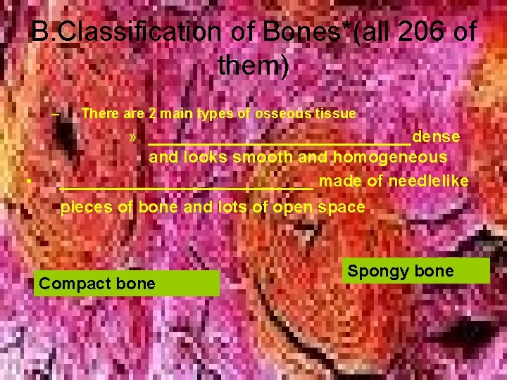 B. Classification of Bones*(all 206 of them) – • There are 2 main types B. Classification of Bones*(all 206 of them) – • There are 2 main types
