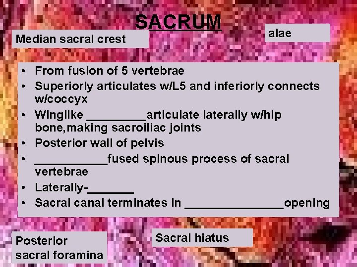 Median sacral crest SACRUM alae • From fusion of 5 vertebrae • Superiorly articulates Median sacral crest SACRUM alae • From fusion of 5 vertebrae • Superiorly articulates