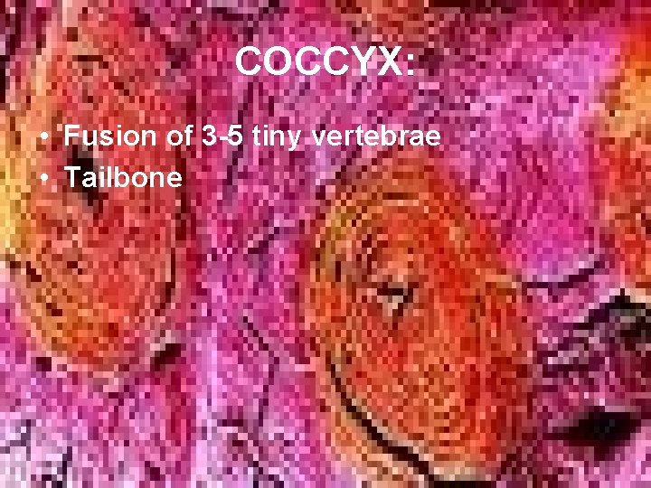 COCCYX: • Fusion of 3 -5 tiny vertebrae • Tailbone COCCYX: • Fusion of 3 -5 tiny vertebrae • Tailbone