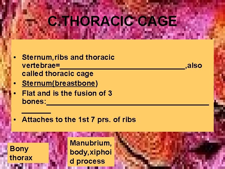 C. THORACIC CAGE • Sternum, ribs and thoracic vertebrae=_______________, also called thoracic cage • C. THORACIC CAGE • Sternum, ribs and thoracic vertebrae=_______________, also called thoracic cage •