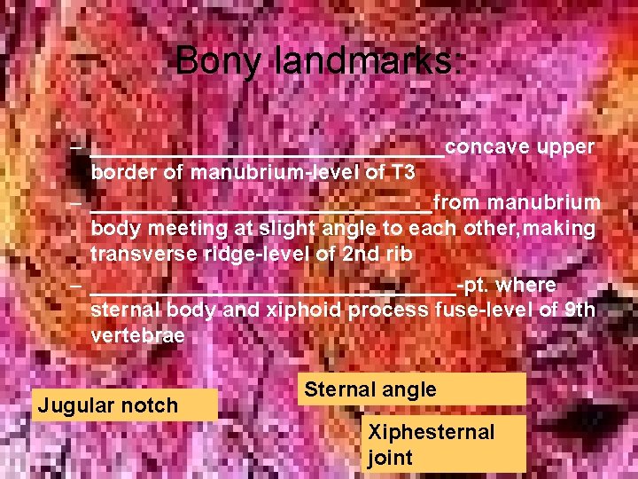 Bony landmarks: – _______________concave upper border of manubrium-level of T 3 – _______________from manubrium Bony landmarks: – _______________concave upper border of manubrium-level of T 3 – _______________from manubrium
