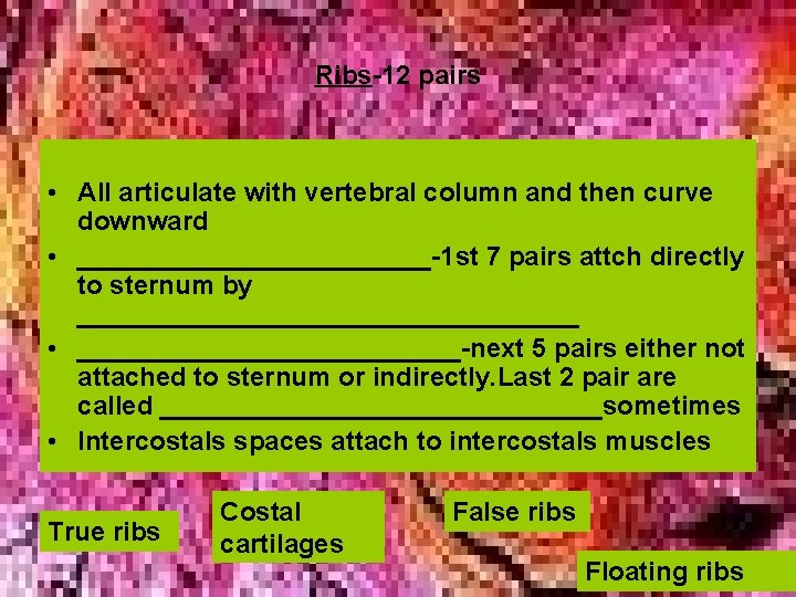 Ribs-12 pairs • All articulate with vertebral column and then curve downward • ____________-1 Ribs-12 pairs • All articulate with vertebral column and then curve downward • ____________-1