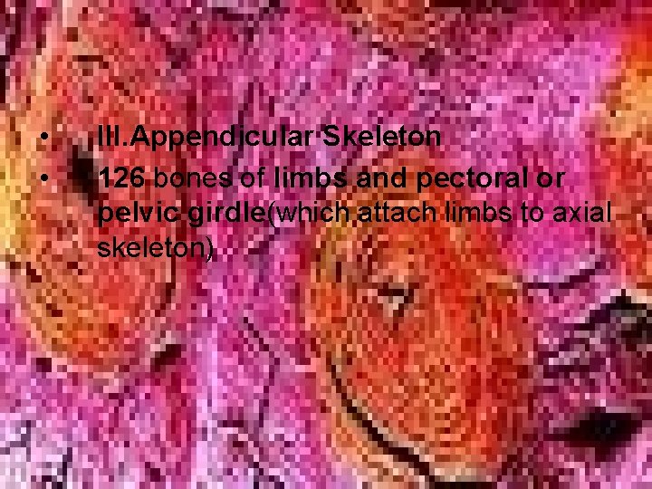 • • III. Appendicular Skeleton 126 bones of limbs and pectoral or pelvic • • III. Appendicular Skeleton 126 bones of limbs and pectoral or pelvic