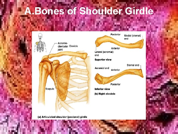 A. Bones of Shoulder Girdle A. Bones of Shoulder Girdle