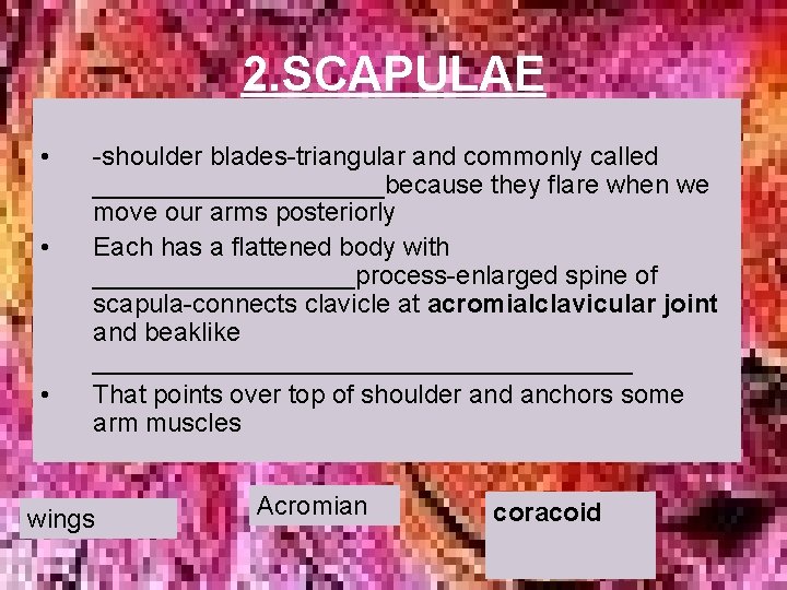 2. SCAPULAE • • • -shoulder blades-triangular and commonly called __________because they flare when 2. SCAPULAE • • • -shoulder blades-triangular and commonly called __________because they flare when
