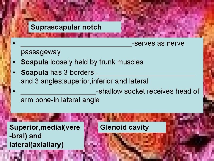 Suprascapular notch • ______________-serves as nerve passageway • Scapula loosely held by trunk muscles Suprascapular notch • ______________-serves as nerve passageway • Scapula loosely held by trunk muscles