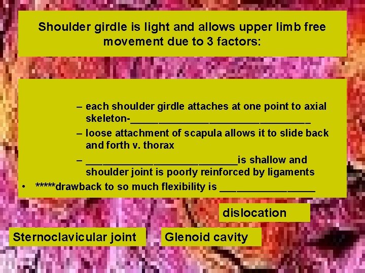 Shoulder girdle is light and allows upper limb free movement due to 3 factors: Shoulder girdle is light and allows upper limb free movement due to 3 factors: