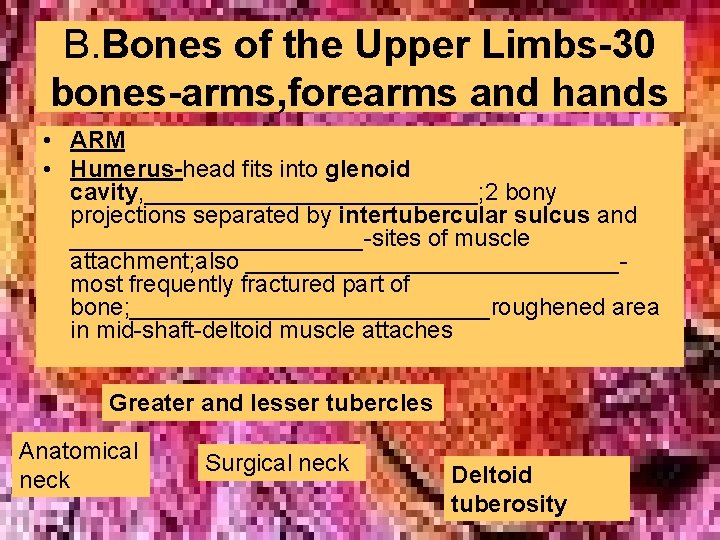 B. Bones of the Upper Limbs-30 bones-arms, forearms and hands • ARM • Humerus-head B. Bones of the Upper Limbs-30 bones-arms, forearms and hands • ARM • Humerus-head