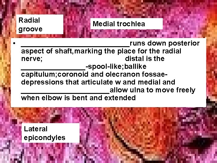 Radial groove Medial trochlea • ______________runs down posterior aspect of shaft, marking the place Radial groove Medial trochlea • ______________runs down posterior aspect of shaft, marking the place