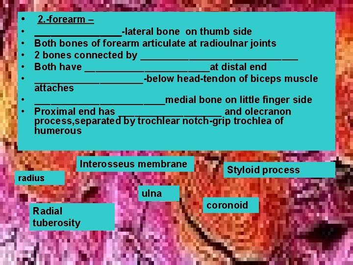 • • 2. -forearm – ________-lateral bone on thumb side Both bones of • • 2. -forearm – ________-lateral bone on thumb side Both bones of