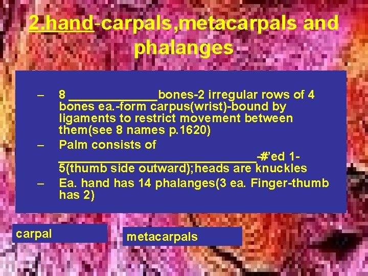 2. hand-carpals, metacarpals and phalanges – – – carpal 8 _______bones-2 irregular rows of 2. hand-carpals, metacarpals and phalanges – – – carpal 8 _______bones-2 irregular rows of