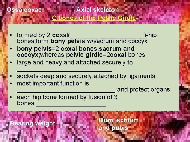 Ossa coxae Axial skeleton C. bones of the Pelvic Girdle- • formed by 2 Ossa coxae Axial skeleton C. bones of the Pelvic Girdle- • formed by 2