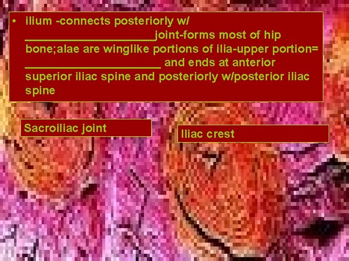 • ilium -connects posteriorly w/ __________joint-forms most of hip bone; alae are winglike • ilium -connects posteriorly w/ __________joint-forms most of hip bone; alae are winglike
