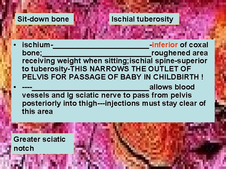 Sit-down bone Ischial tuberosity • ischium-____________-inferior of coxal bone; _____________roughened area receiving weight when Sit-down bone Ischial tuberosity • ischium-____________-inferior of coxal bone; _____________roughened area receiving weight when