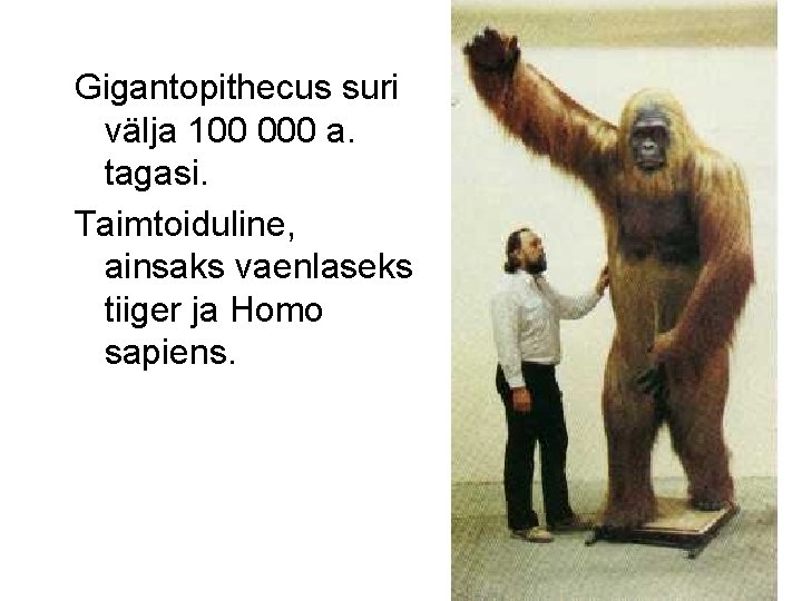 Gigantopithecus suri välja 100 000 a. tagasi. Taimtoiduline, ainsaks vaenlaseks tiiger ja Homo sapiens.
