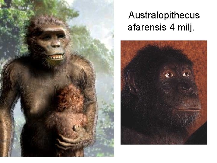  Australopithecus afarensis 4 milj. 