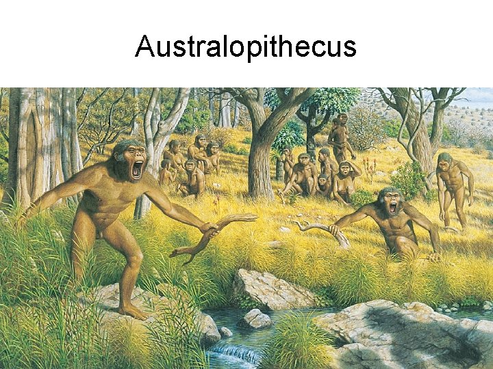 Australopithecus 