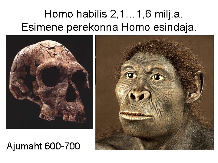  Homo habilis 2, 1… 1, 6 milj. a. Esimene perekonna Homo esindaja. Ajumaht