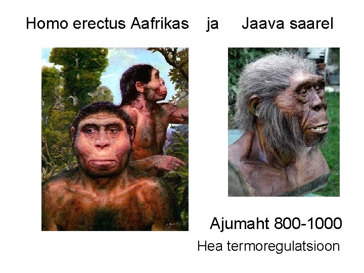 Homo erectus Aafrikas ja Jaava saarel Ajumaht 800 -1000 Hea termoregulatsioon 