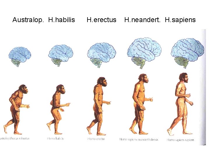 Australop. H. habilis H. erectus H. neandert. H. sapiens 